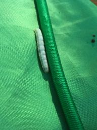 caterpillars on our tent