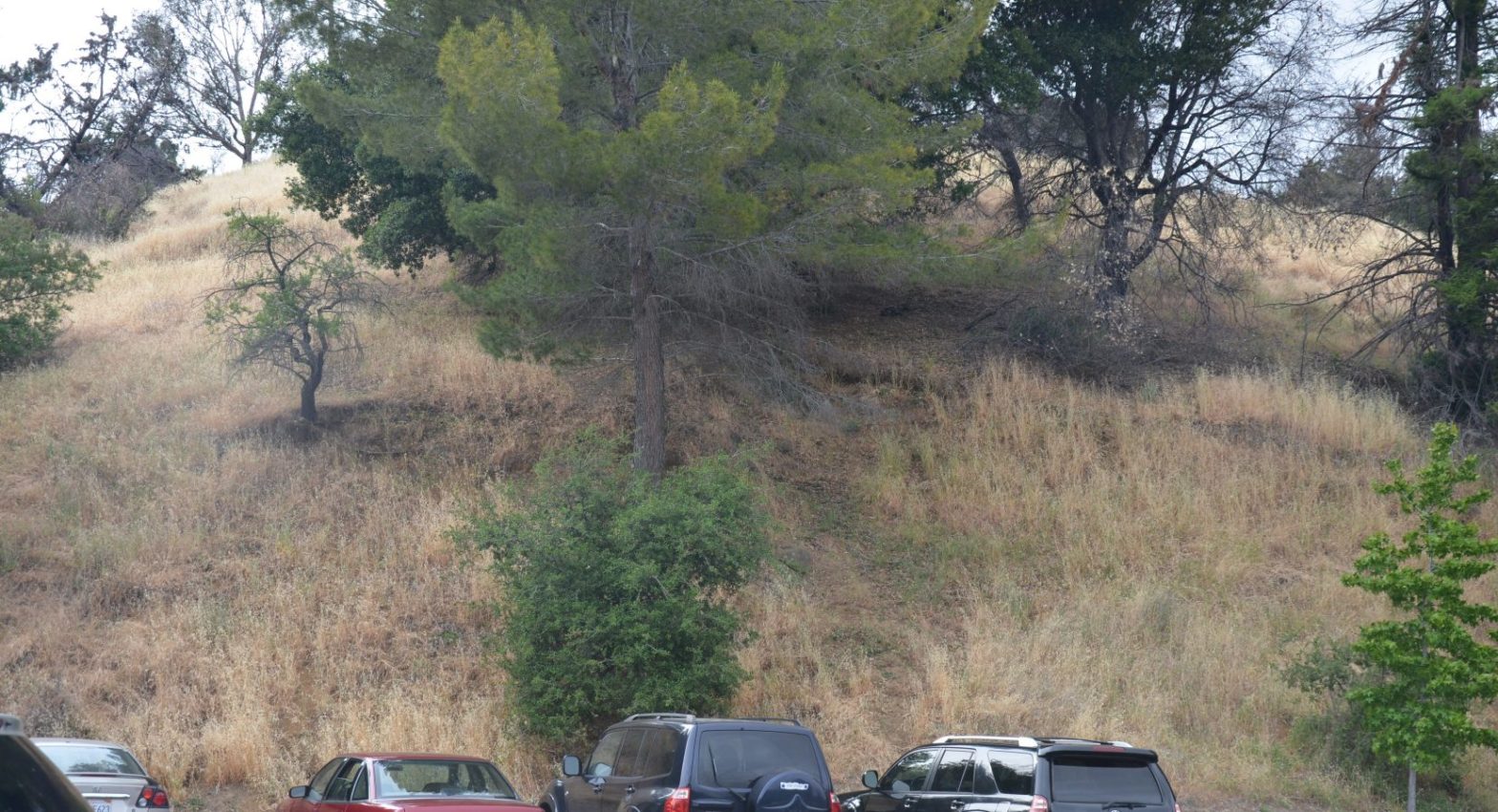 Martinez hillside needing to have weeds trimmed