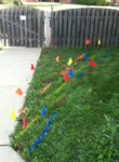 utilities marked on a lawn